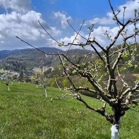 Pensiunea Toscana Guest house Brasov