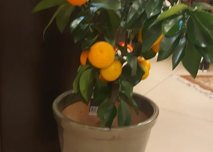 Pensiunea Toscana Guest house Brasov