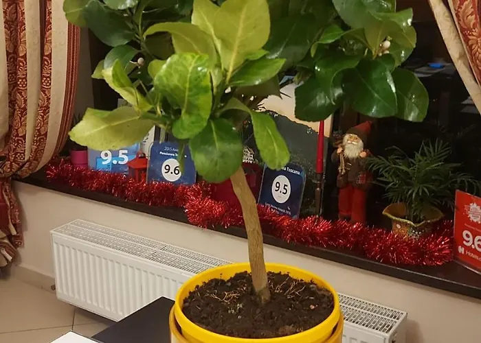 Guest house Pensiunea Toscana 4*