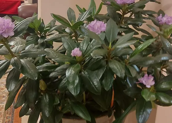 Pensiunea Toscana Casa de hóspedes