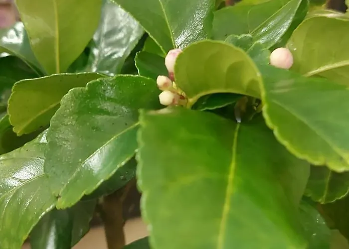 Guest house Pensiunea Toscana 4*