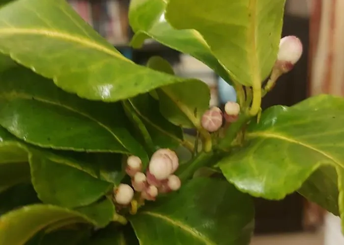 Casa de hóspedes Pensiunea Toscana Braşov