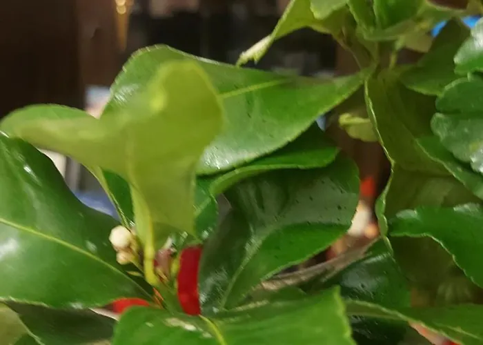 Pensiunea Toscana Guest house Brasov