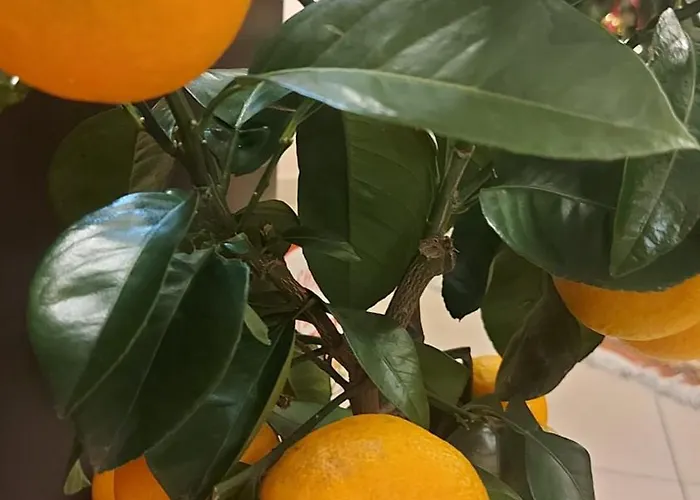 Casa de hóspedes Pensiunea Toscana